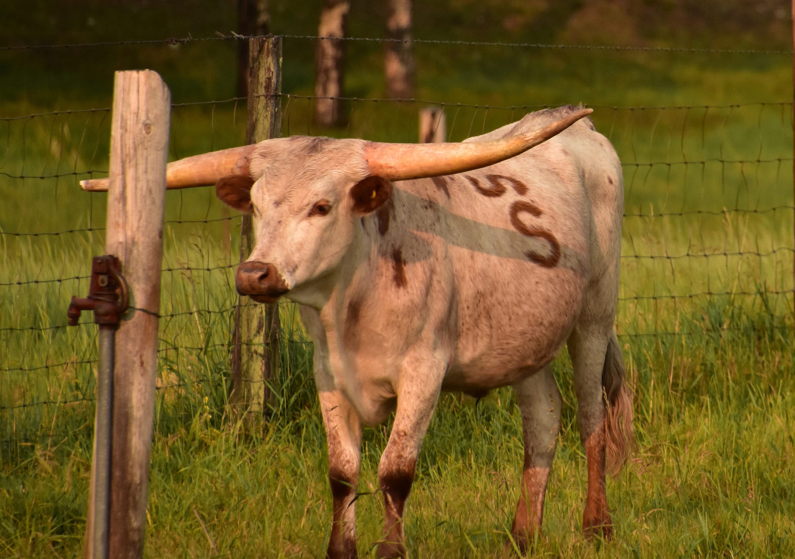Branded Longhorn Cattle on a Cattle Ranch